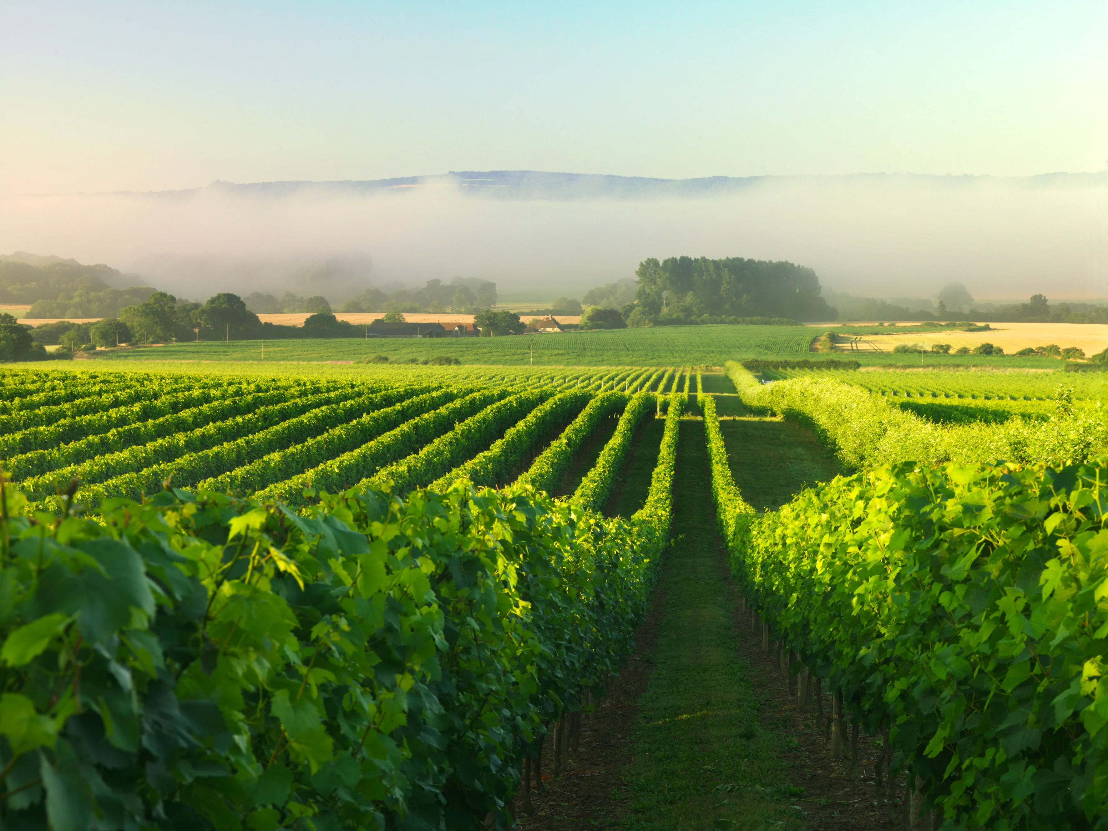 Nyetimber-vineyards.jpeg